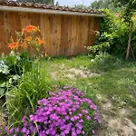 Sous Les étoiles En Provence, Les Bambous Et Les Grands Chênes *